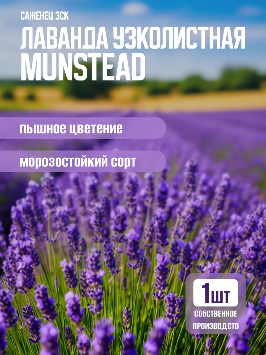 Лаванда саженец многолетняя морозостойкая Манстед (Munstead)