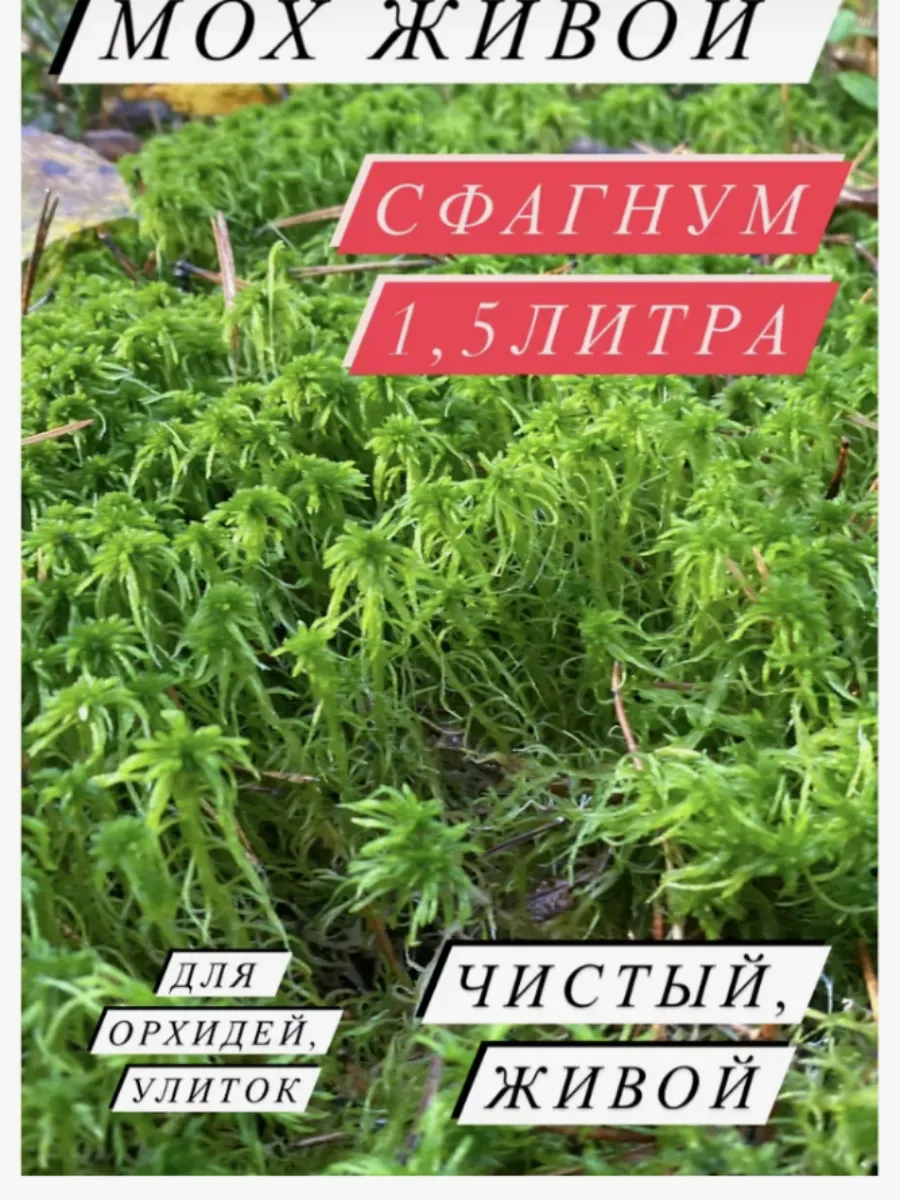 Мох живой сфагмун