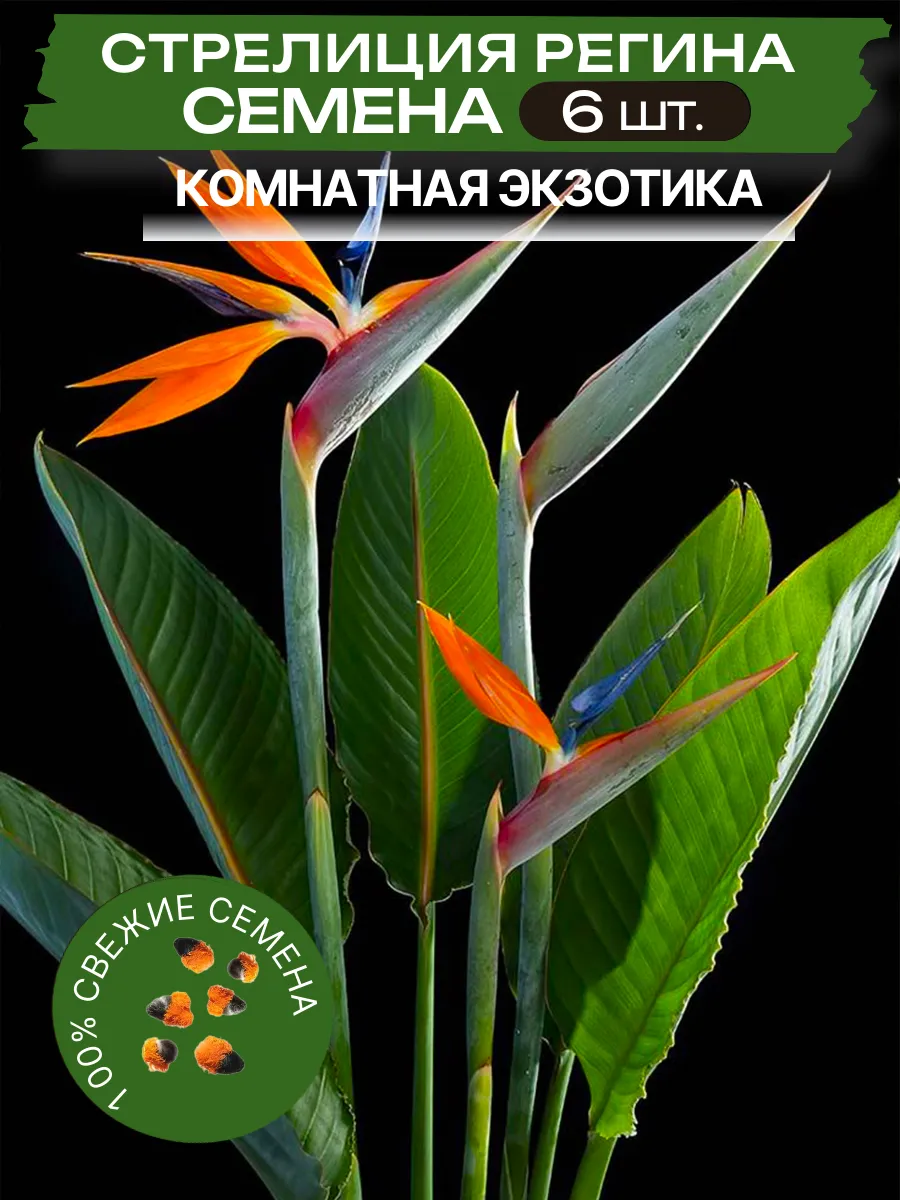 Семена Стрелиция Регина королевская 6 шт