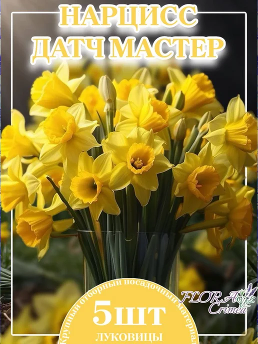 Нарцисс луковицы Белла Виста, вариант