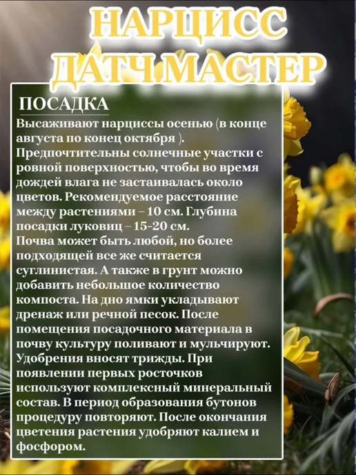 Нарцисс луковицы Белла Виста, вариант, фото 3