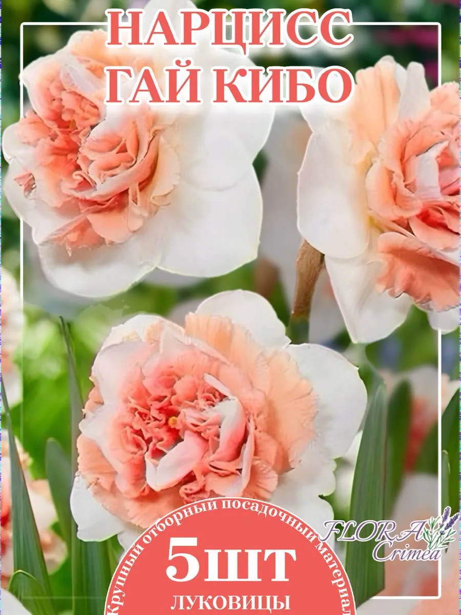 Нарцисс луковицы Гай Кибо