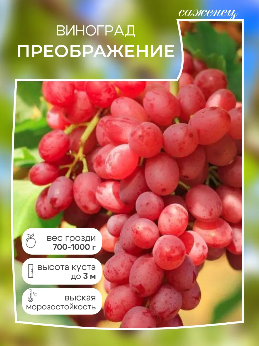 Виноград саженец Преображение