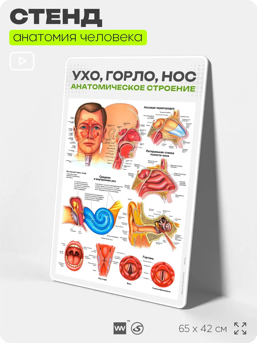 Медицинский анатомический плакат на стену Ухо, горло, нос