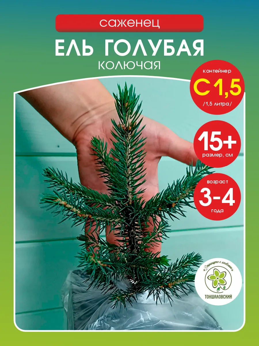 Ель голубая колючая. Саженец 15-25 см. 1 штука