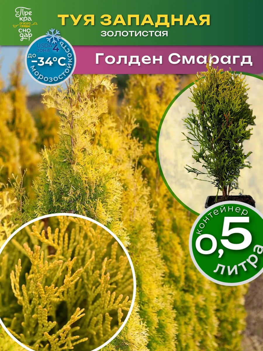 Туя Голден Смарагд западная 20-30 см саженец в горшке 0,5 л