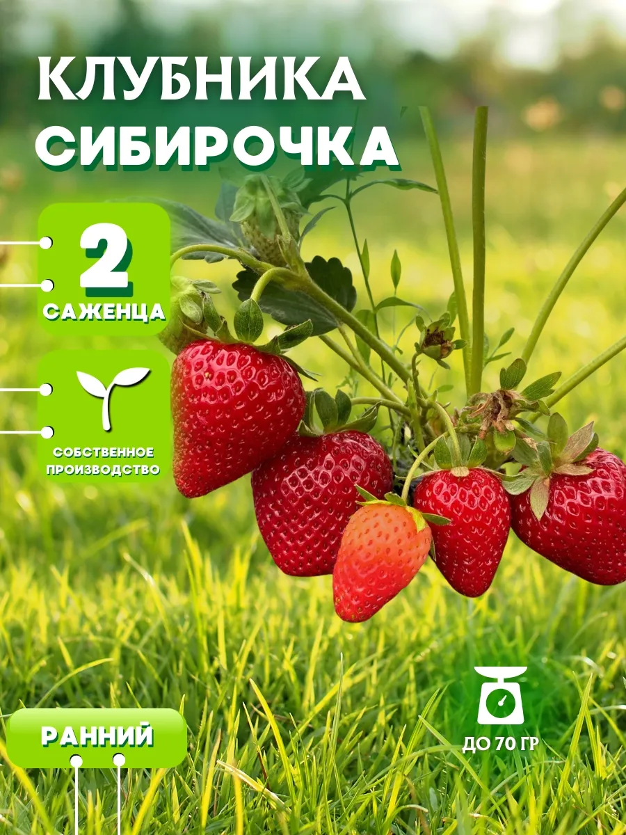 Рассада саженцы клубники Сибирочка 2шт