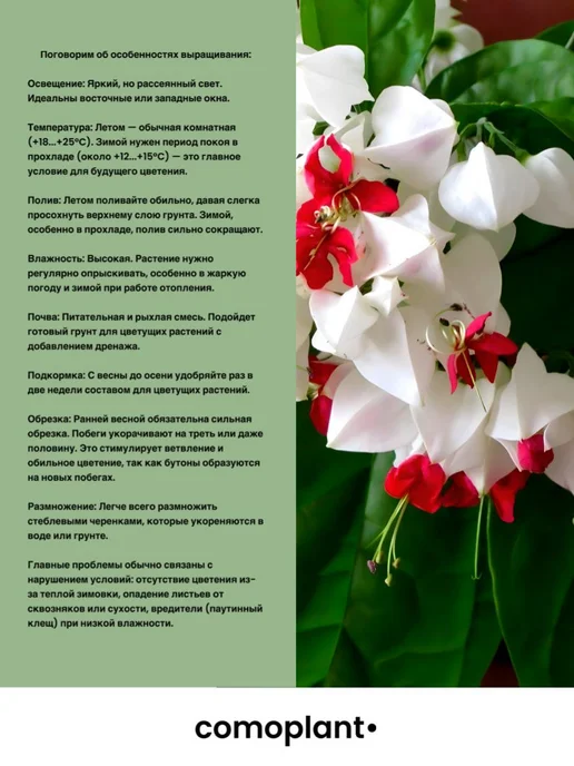 comoplant Саженец "Клеродендрум Томпсона", вариант, фото 2