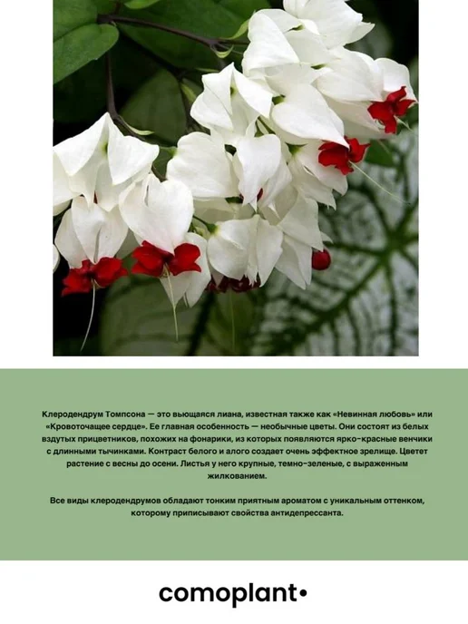 comoplant Саженец "Клеродендрум Томпсона", вариант, фото 3