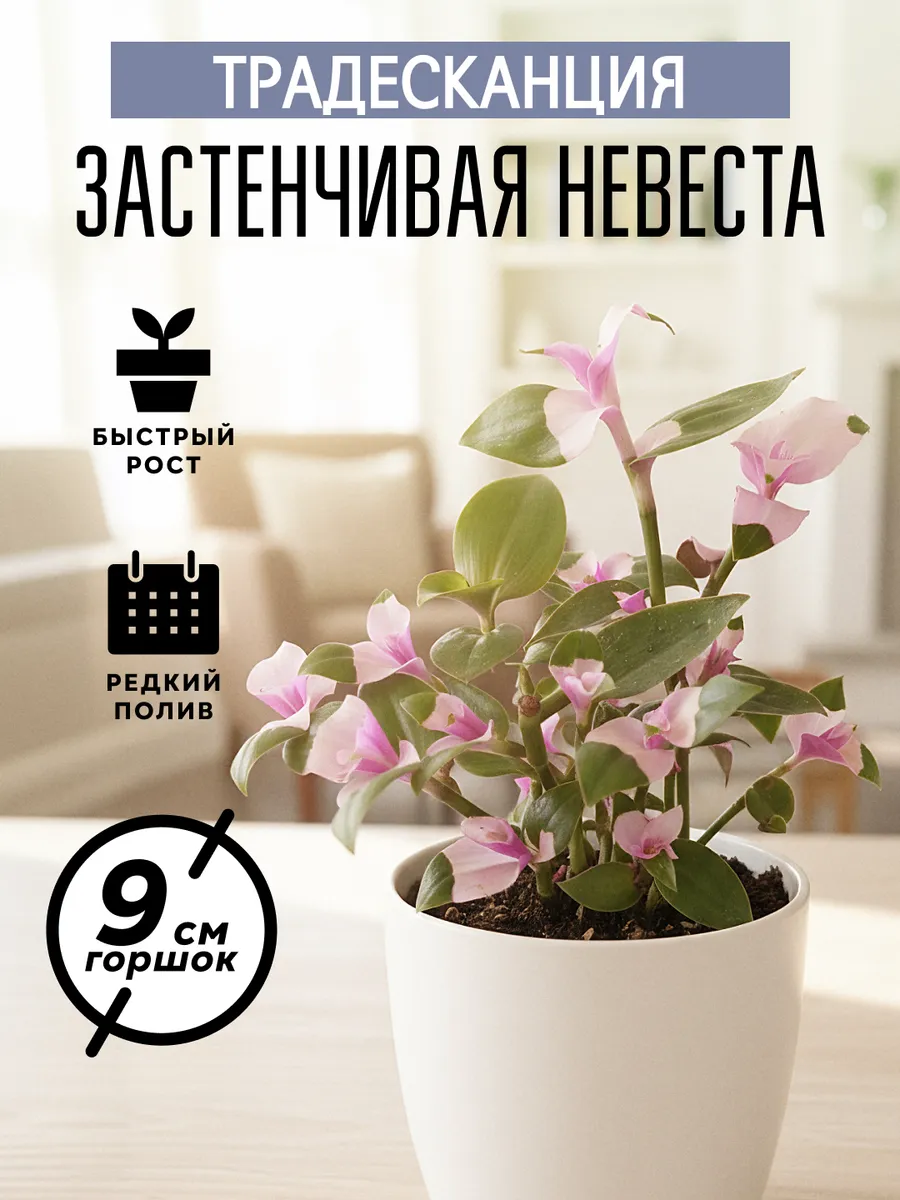 Живые растения комнатные Традесканция Застенчивая Невеста г