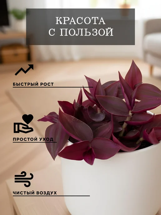 ZELE Живые комнатные цветы растения Традесканция Перпл Джой 3ч, белый, фото 2