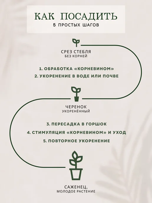 ZELE Живые комнатные цветы растения Традесканция Перпл Джой 3ч, белый, фото 7