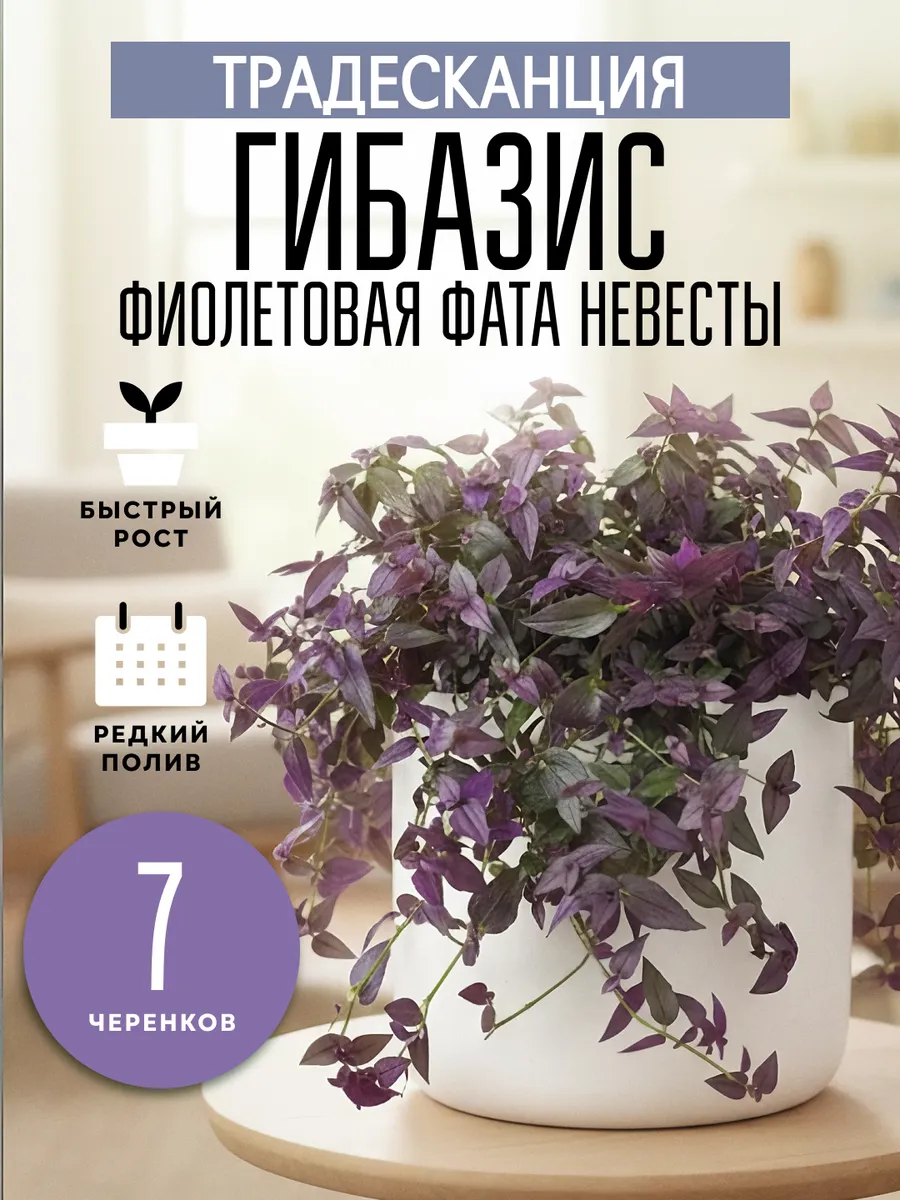 Живые комнатные цветы Традесканция Фиолетовая Фата 7ч