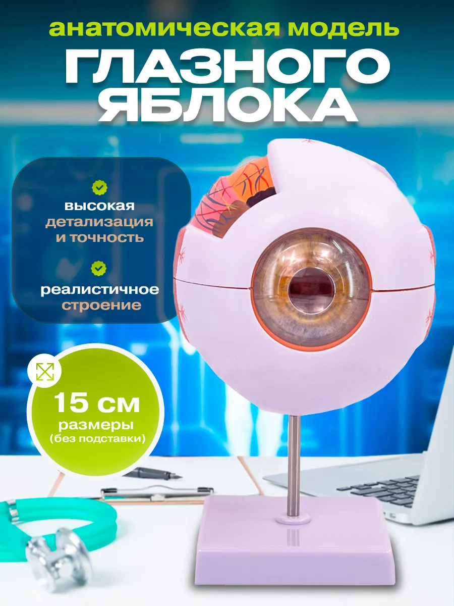 Разборная анатомическая модель глаз человека макет