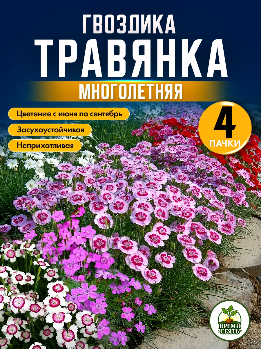семена гвоздики многолетней