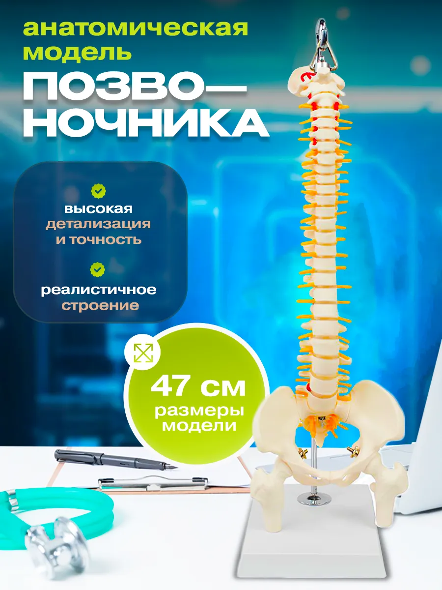 Анатомическая модель позвоночника подвесная