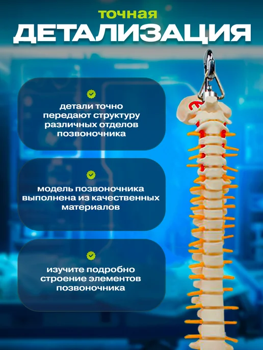 Anatomical Анатомическая модель скелета человека на подставке 45 см, позвоночника подвесная, фото 3