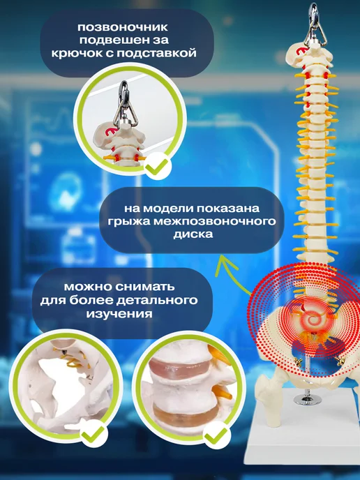 Anatomical Анатомическая модель скелета человека на подставке 45 см, позвоночника подвесная, фото 4