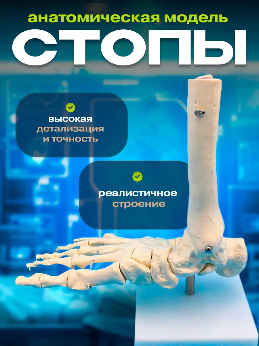 Анатомическая модель скелета голеностопного сустава человека