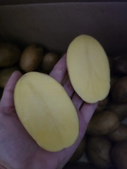Семена из деревни Семенной картофель Малые горки, вариант, фото 2