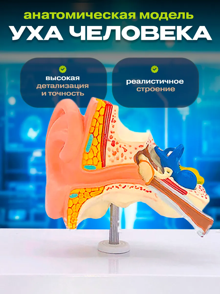 Анатомическая модель уха человека макет