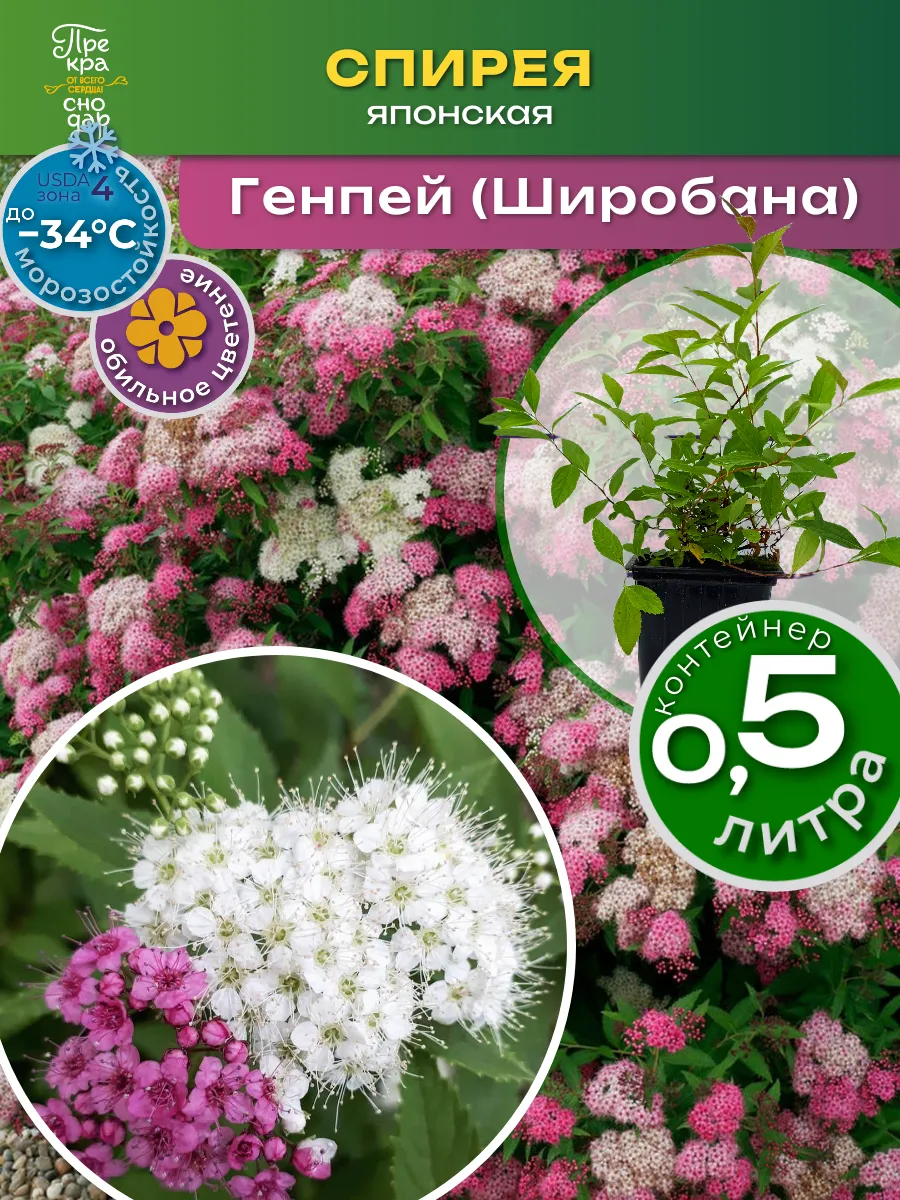 Спирея Генпей (Широбана) японская 15-25 см саженец Р9