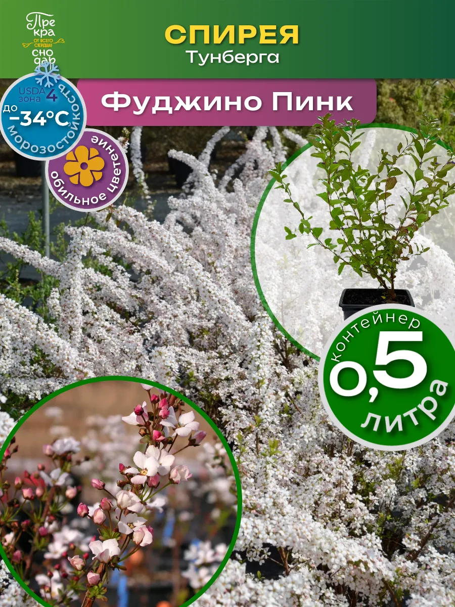 Спирея Тунберга Фуджино Пинк 20-30 см саженец в горшке Р9