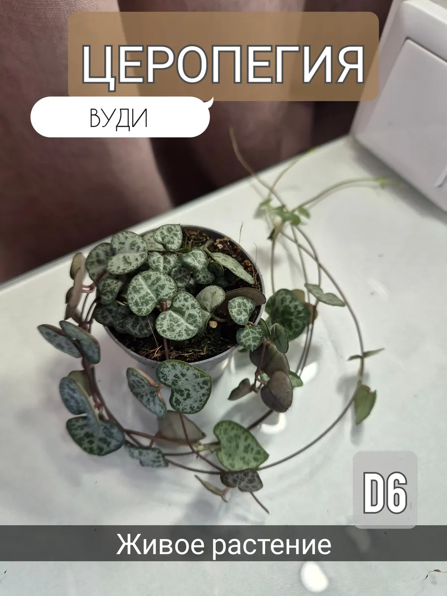 Церопегия Вуда D6 живое растение