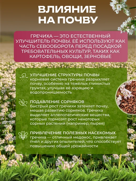 ЭКО ПОЛЕ Гречиха сидерат и медонос, семена для посева 5 кг, 5 кг, фото 3