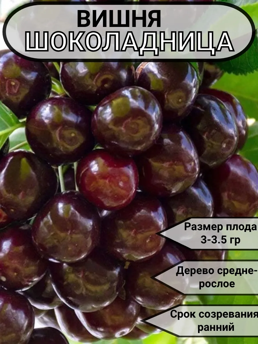 Вишня саженец Шоколадница морозостойкий