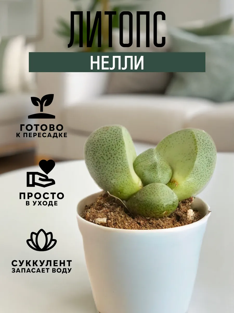 Литопс Нелли комнатное растение