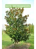 Магнолия саженцы 531074402 купить за 239 ₽ в интернет‑магазине Wildberries
