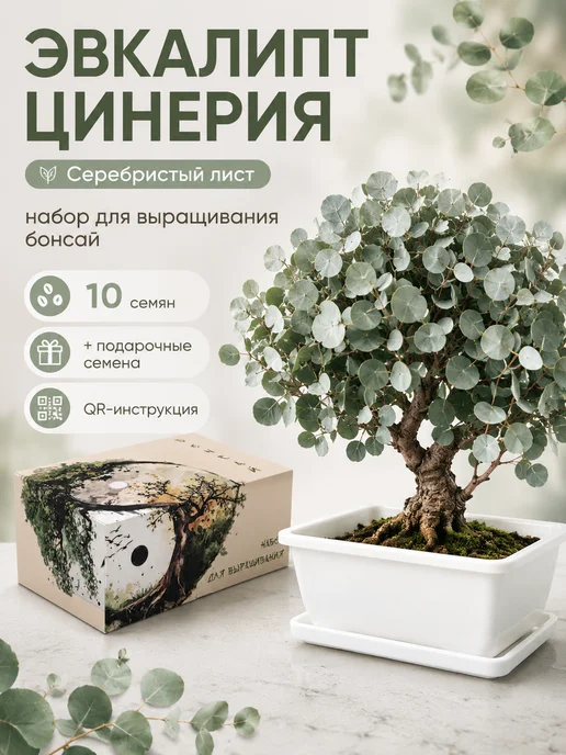 LWBW Набор для выращивания растений бонсай Эвкалипт Цинерия, вариант