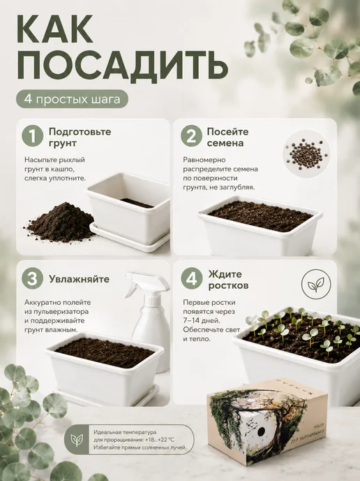 LWBW Набор для выращивания растений бонсай Эвкалипт Цинерия, вариант, фото 4