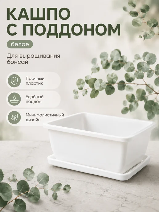 LWBW Набор для выращивания растений бонсай Эвкалипт Цинерия, вариант, фото 7