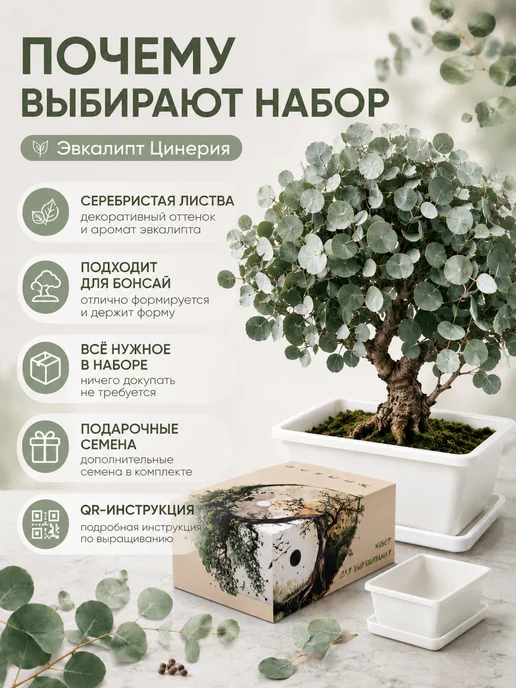 LWBW Набор для выращивания растений бонсай Эвкалипт Цинерия, вариант, фото 8