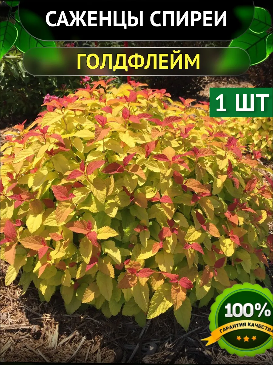 Саженцы Спиреи