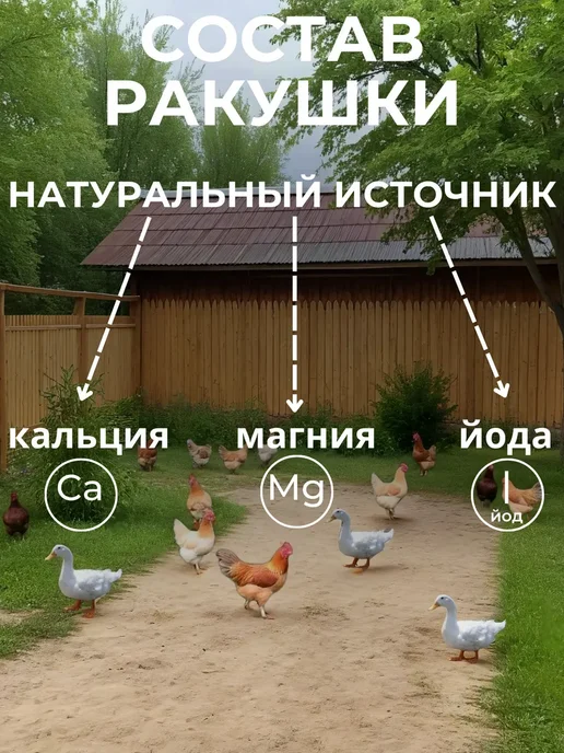 Ракушка для курей 10 кг, 10 кг, фото 2