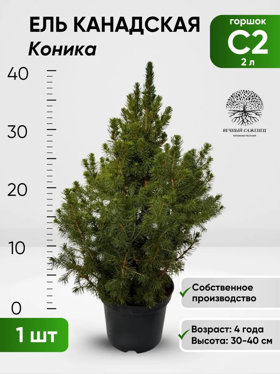 Ель канадская Коника С2
