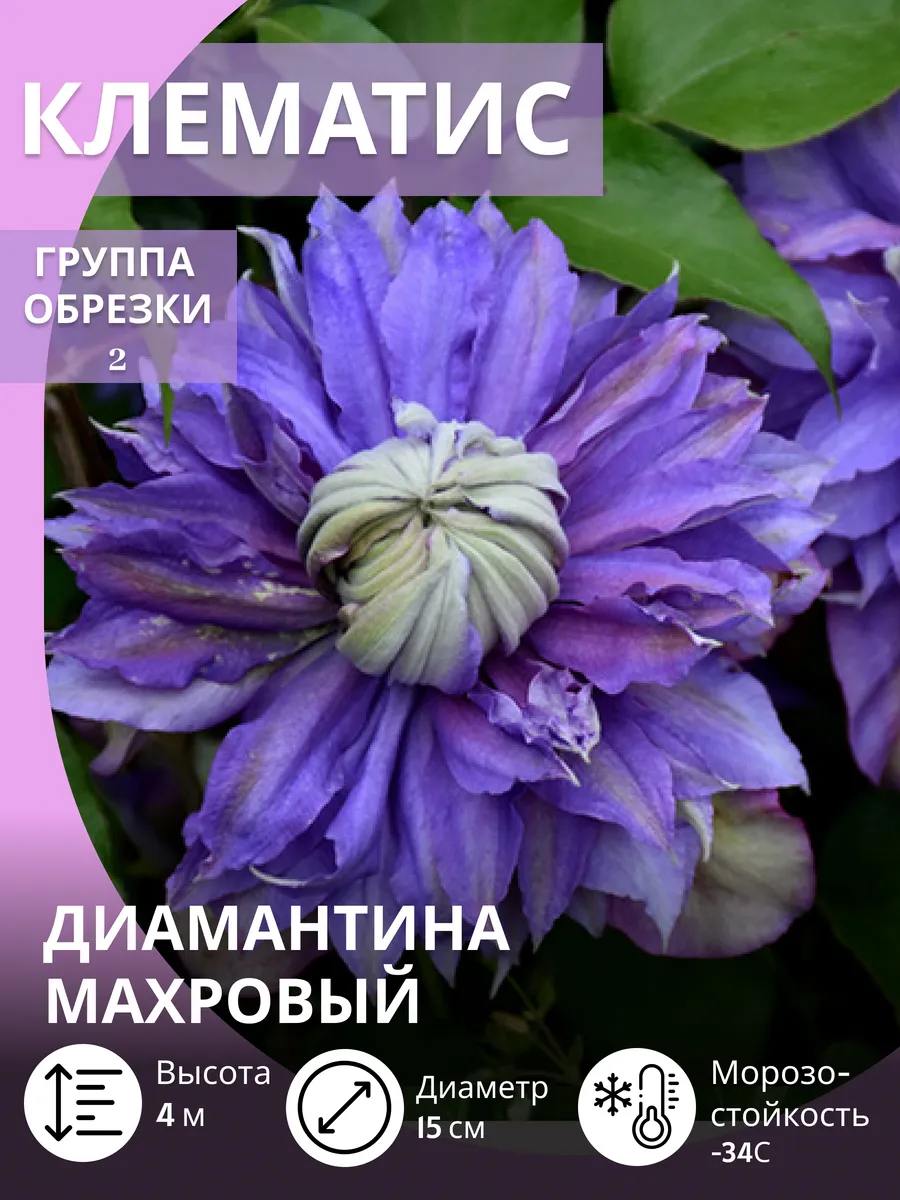 Клематис саженец многолетний зимостойкий крупноцветковый