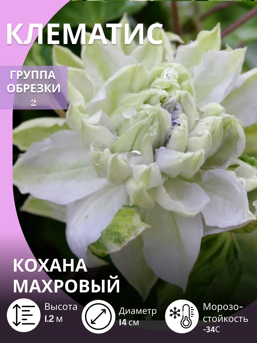 Клематис саженец многолетний зимостойкий крупноцветковый