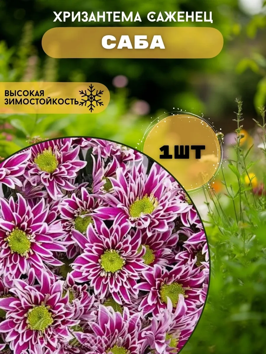 Хризантема саженец Саба