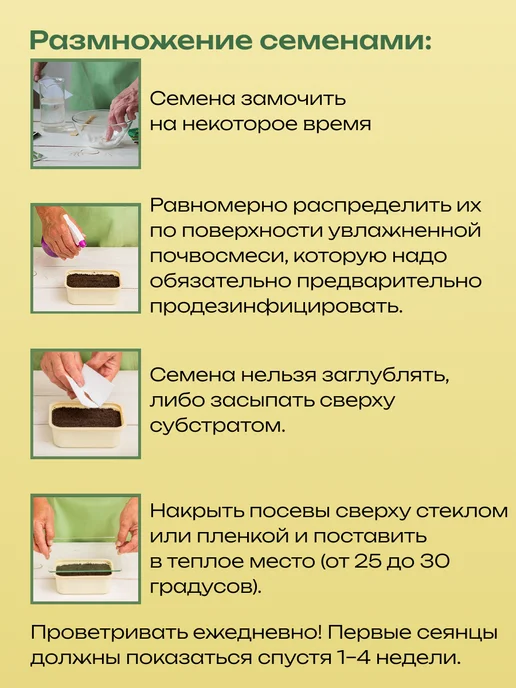 Набор для выращивания растений Литопсы "Живые камни", вариант, фото 2