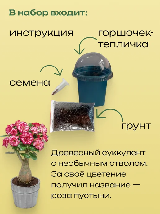 Набор для выращивания растений Литопсы "Живые камни", вариант, фото 3