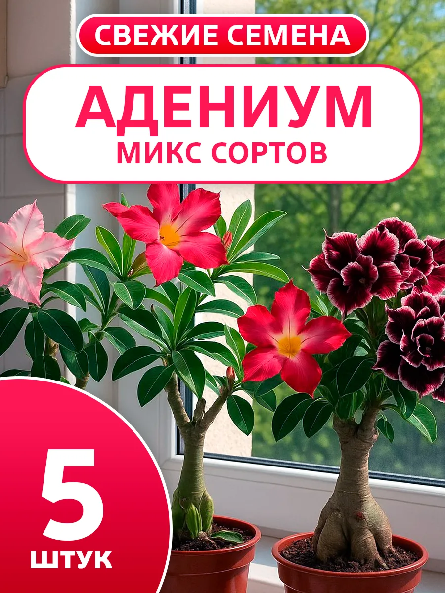 Семена адениума для выращивания