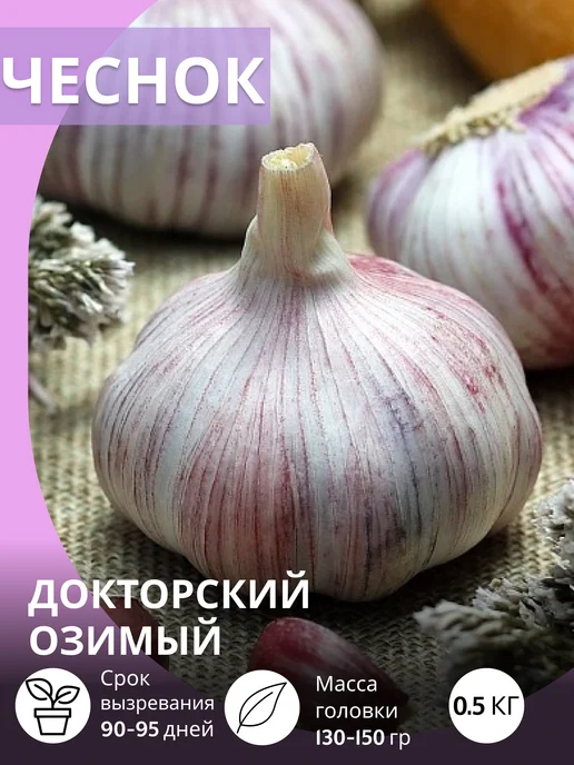 САЖАЙ И ТОЧКА Чеснок на посадку осенью крупный Докторский озимый 0.5 кг, 500 г