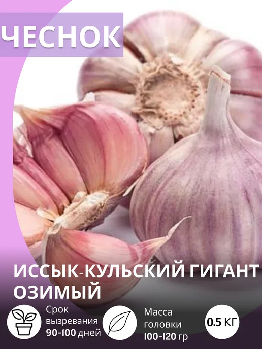 САЖАЙ И ТОЧКА Чеснок на посадку осенью Иссык-Кульский Гигант озимый 0.5 кг, 500 г