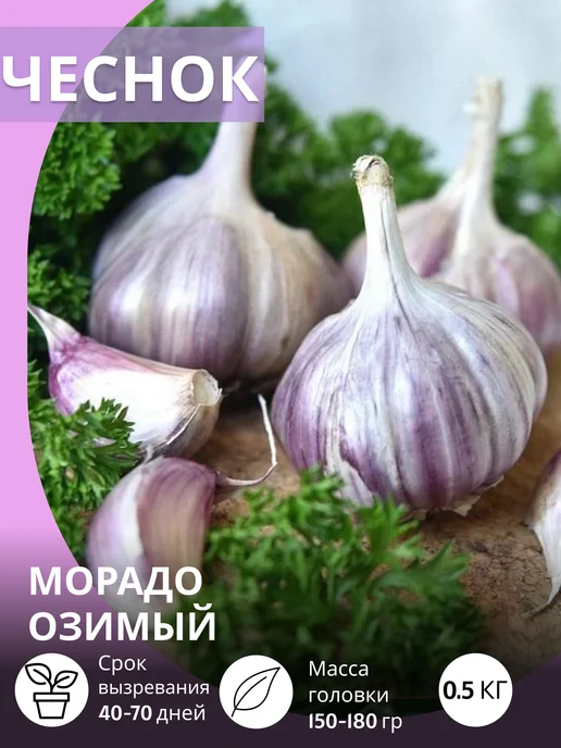 САЖАЙ И ТОЧКА Чеснок на посадку осенью крупный Морадо озимый 0.5 кг, 500 г