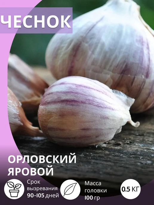 САЖАЙ И ТОЧКА Чеснок на посадку осенью крупный Орловский яровой 0.5 кг, 500 г