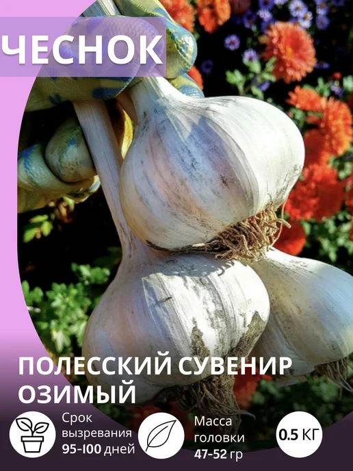 САЖАЙ И ТОЧКА Чеснок на посадку осенью крупный Полесский Сувенир озимый, вариант